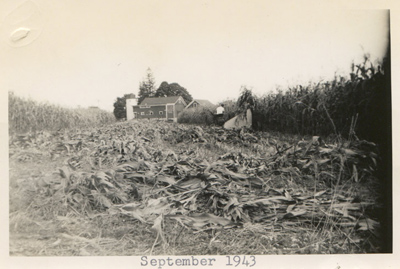 1943 – Mechanized corn cutting, Corn bundle loader cuts the corn, and collects it in 70 pound bundles. The bundles are gathered by hand, and loaded onto a truck.