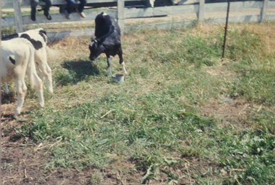 1964 – 4-H project. First calves raised by Warren Shaw, Jr.